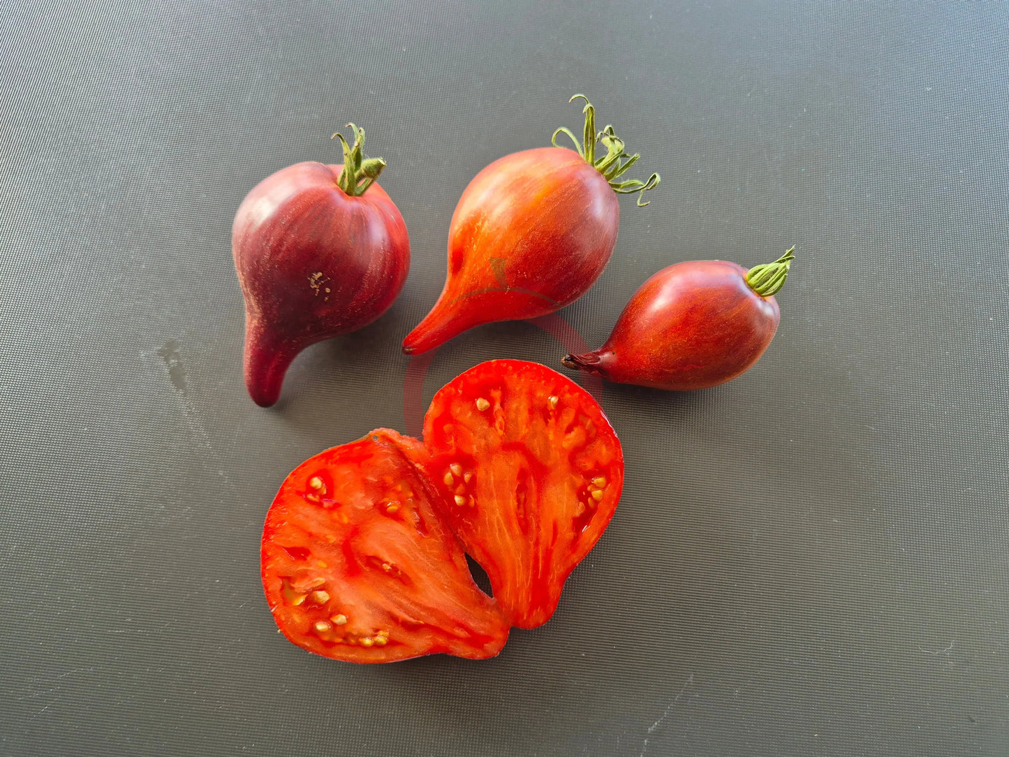 Sofias Fiery Comet DER TOMATENFLÜSTERER