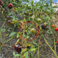 Solar Eclipse DER TOMATENFLÜSTERER