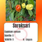Soroksari DER TOMATENFLÜSTERER