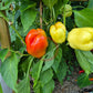 Soroksari DER TOMATENFLÜSTERER