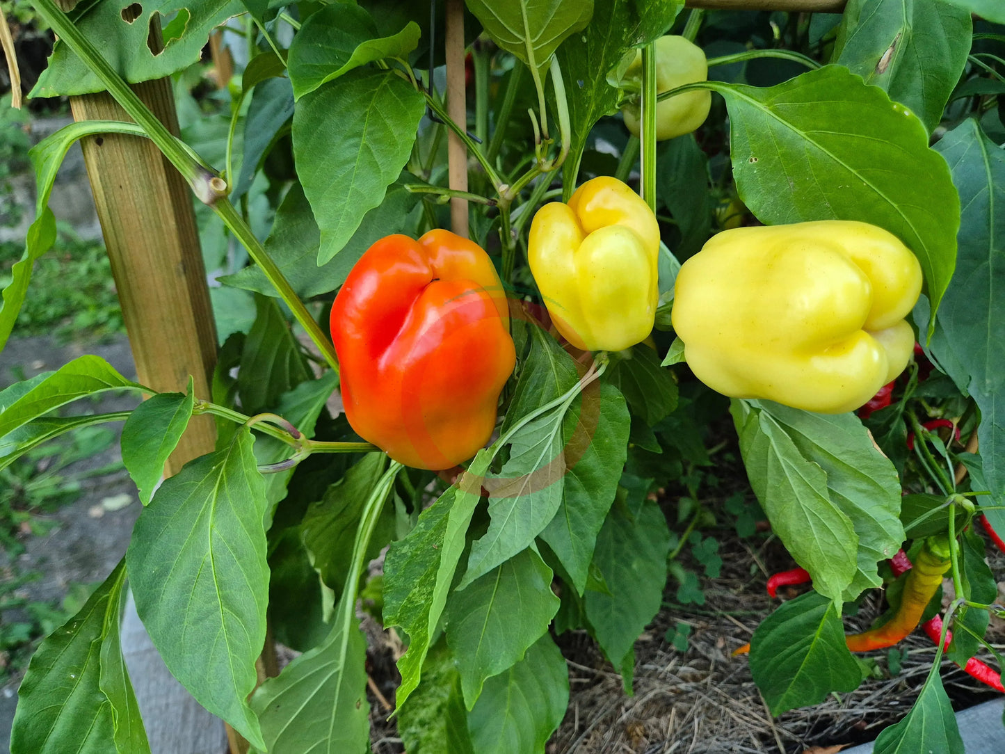 Soroksari DER TOMATENFLÜSTERER