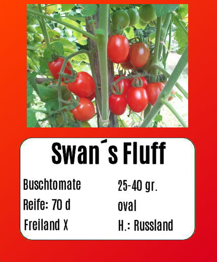 Sortenset Robuste Freilandsorten 2024 DER TOMATENFLÜSTERER