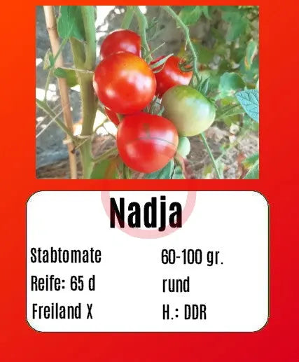 Sortenset Robuste Freilandsorten 2024 DER TOMATENFLÜSTERER
