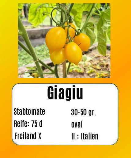 Sortenset "Pomodori dell bella Italia" DER TOMATENFLÜSTERER