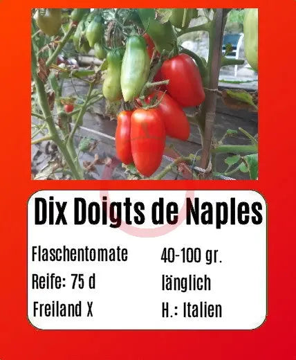 Sortenset "Pomodori dell bella Italia" DER TOMATENFLÜSTERER