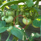 South African Black Mystery DER TOMATENFLÜSTERER