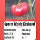 Sperm Whale Kashalot DER TOMATENFLÜSTERER