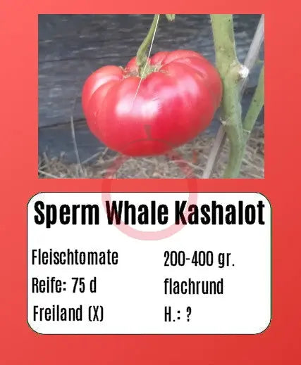 Sperm Whale Kashalot DER TOMATENFLÜSTERER