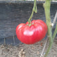Sperm Whale Kashalot DER TOMATENFLÜSTERER