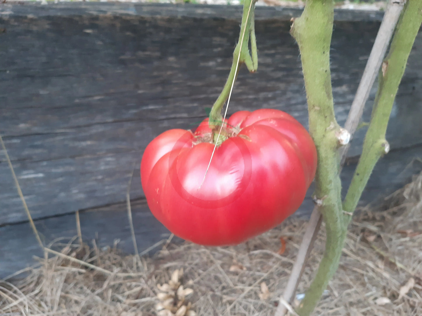 Sperm Whale Kashalot DER TOMATENFLÜSTERER