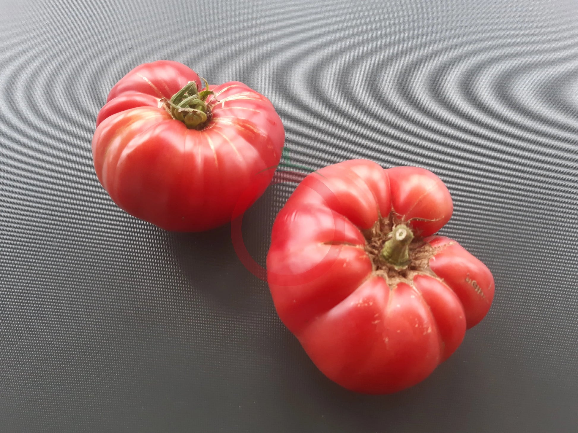 Sperm Whale Kashalot DER TOMATENFLÜSTERER
