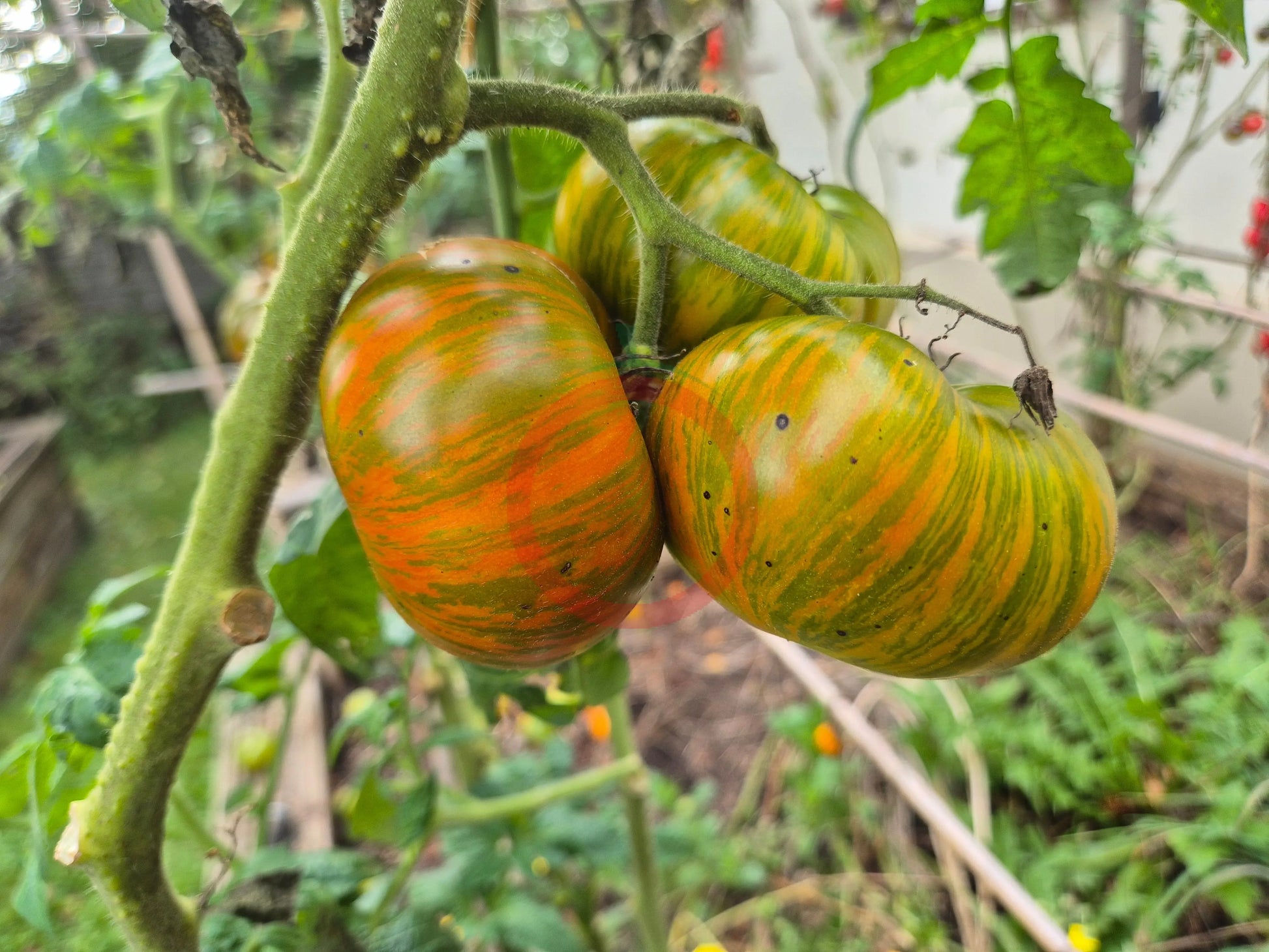 Spud Viper DER TOMATENFLÜSTERER