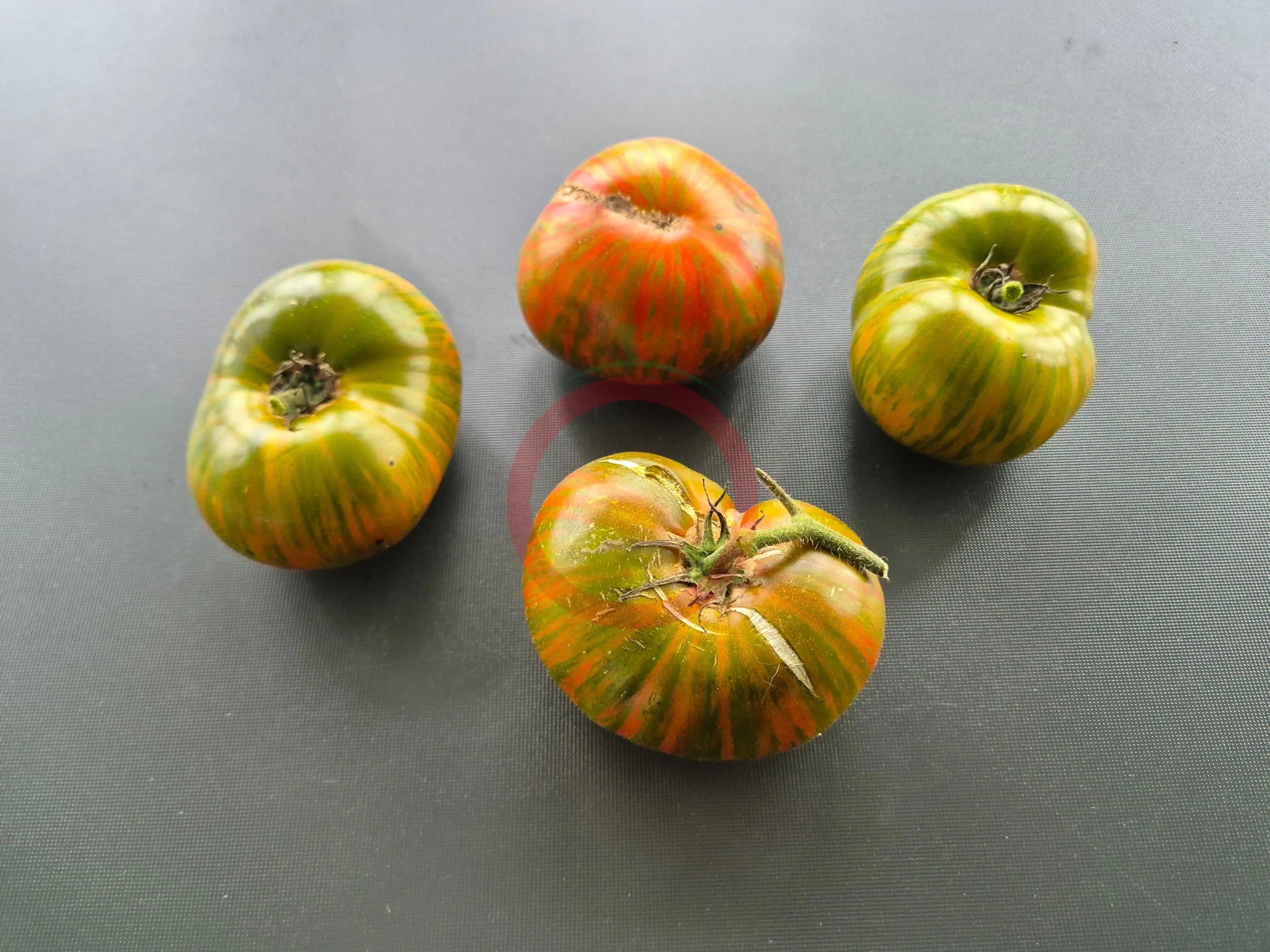 Spud Viper DER TOMATENFLÜSTERER