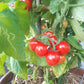 Spunky Bird DER TOMATENFLÜSTERER