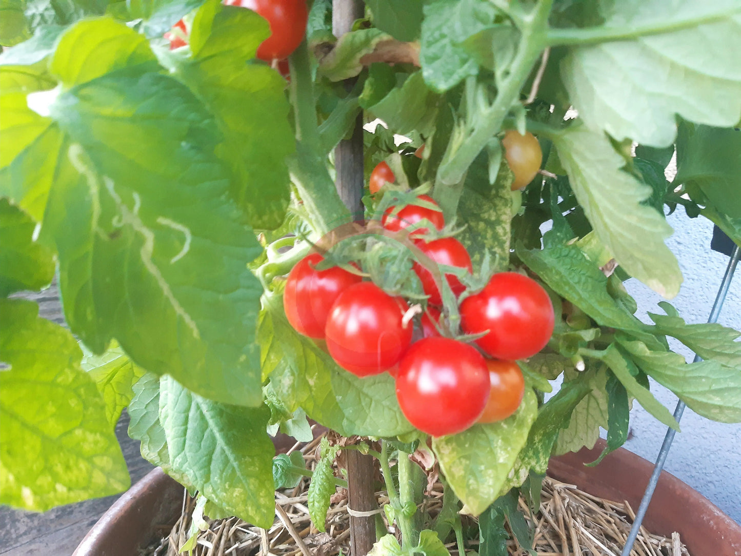 Spunky Bird DER TOMATENFLÜSTERER