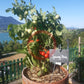 Spunky Bird DER TOMATENFLÜSTERER