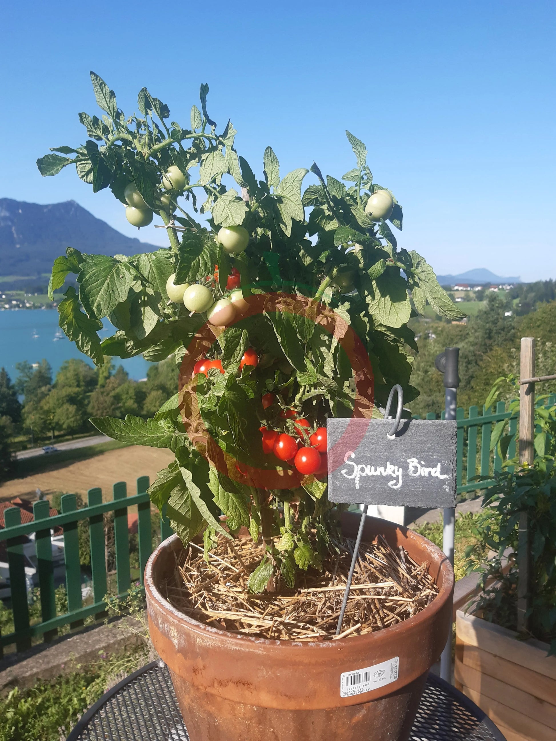 Spunky Bird DER TOMATENFLÜSTERER