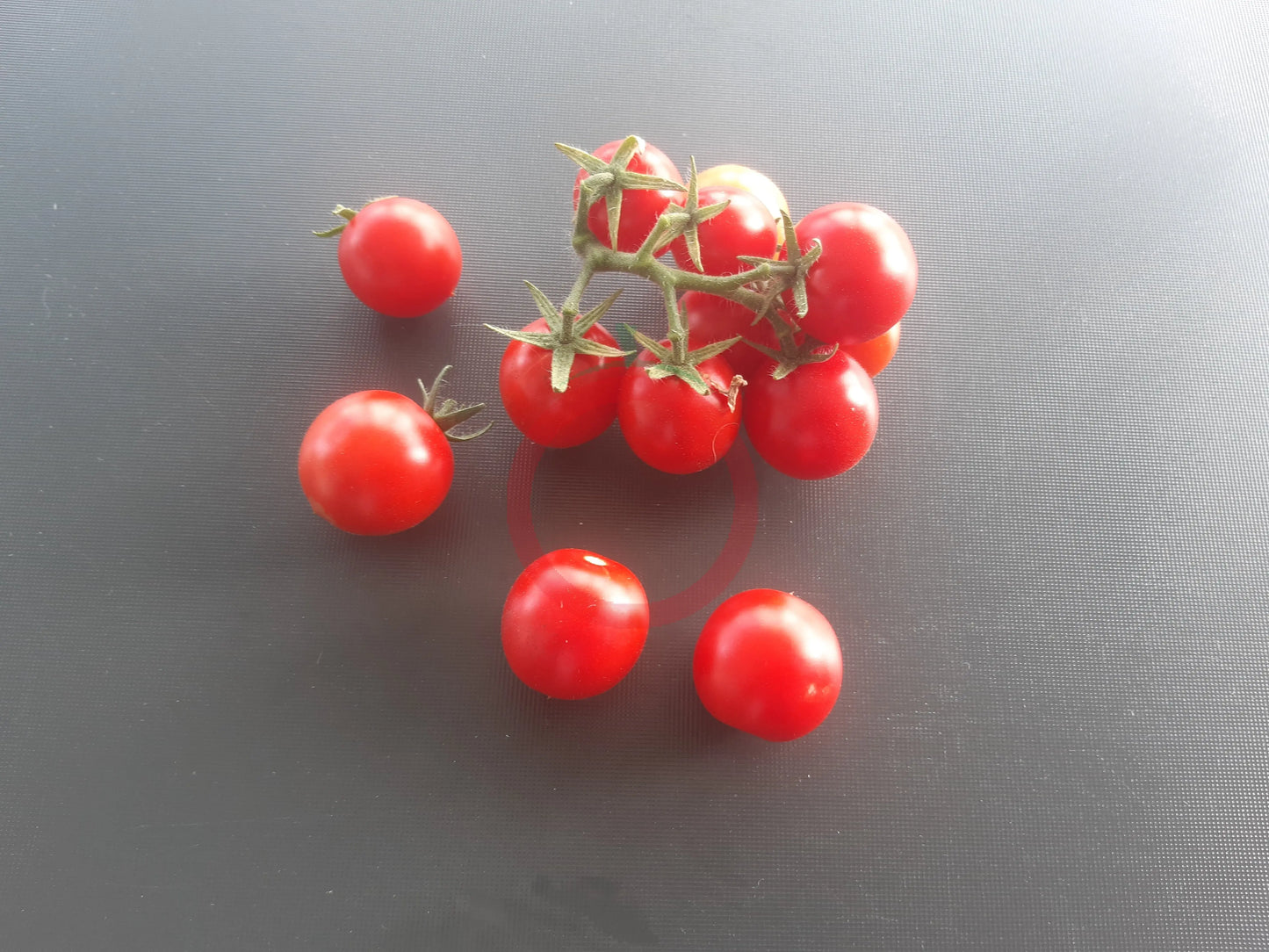 Spunky Bird DER TOMATENFLÜSTERER