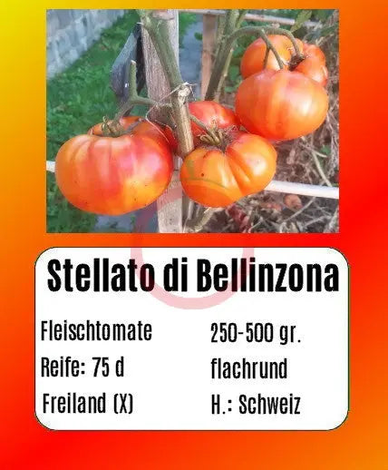 Stellato di Bellinzona DER TOMATENFLÜSTERER