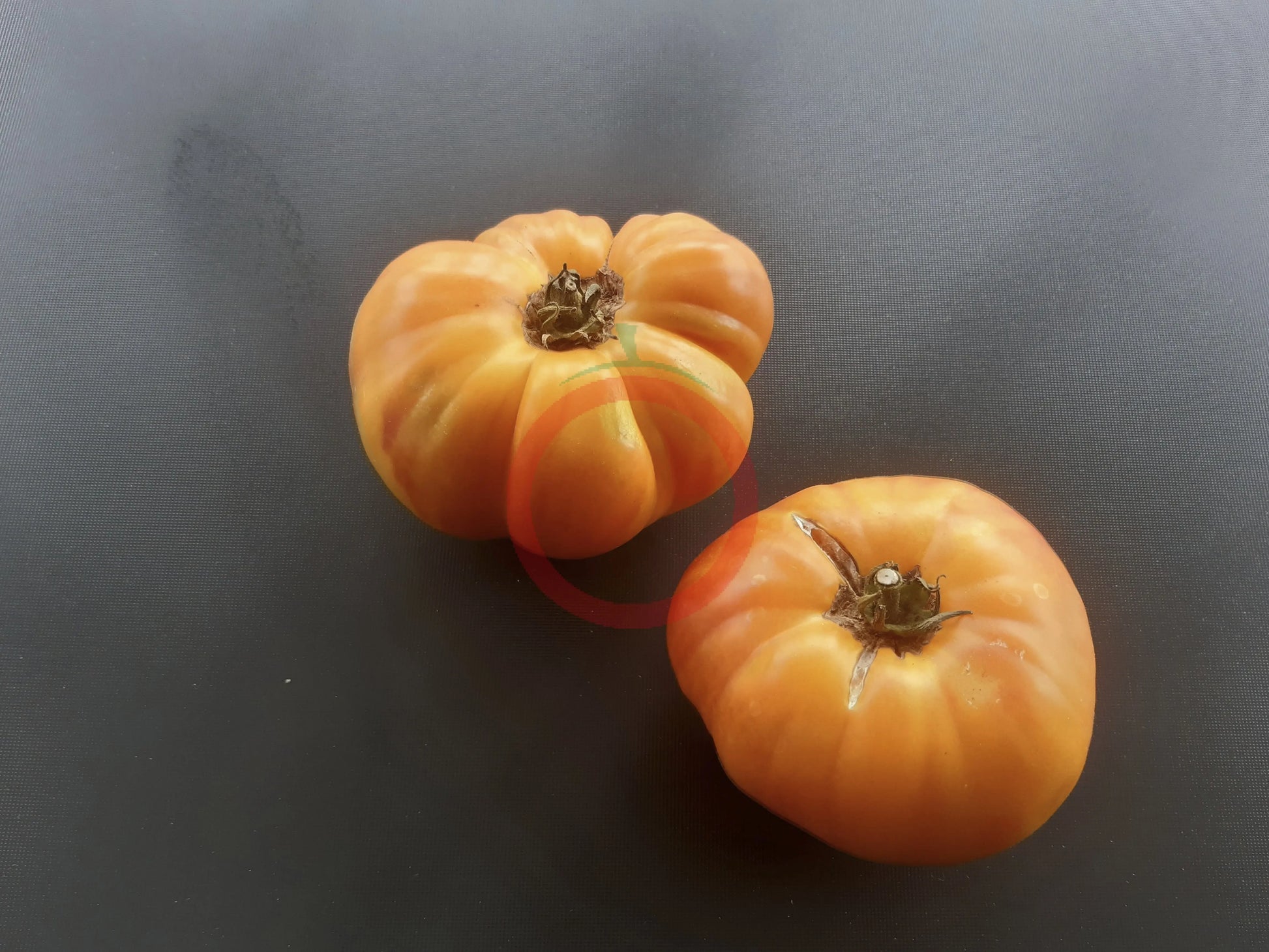 Stellato di Bellinzona DER TOMATENFLÜSTERER
