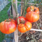 Stellato di Bellinzona DER TOMATENFLÜSTERER