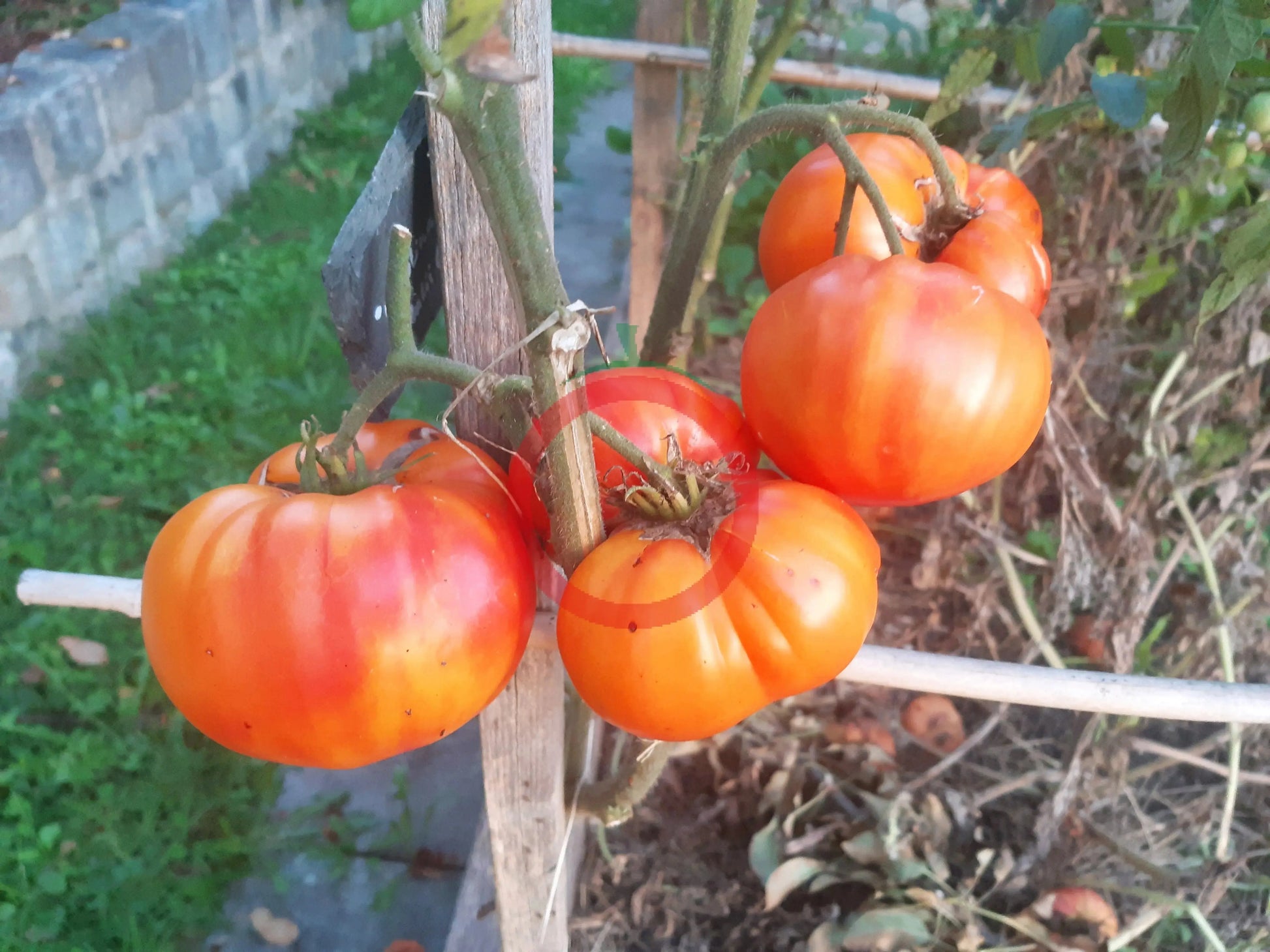 Stellato di Bellinzona DER TOMATENFLÜSTERER