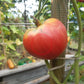 Sterling Old Norway DER TOMATENFLÜSTERER