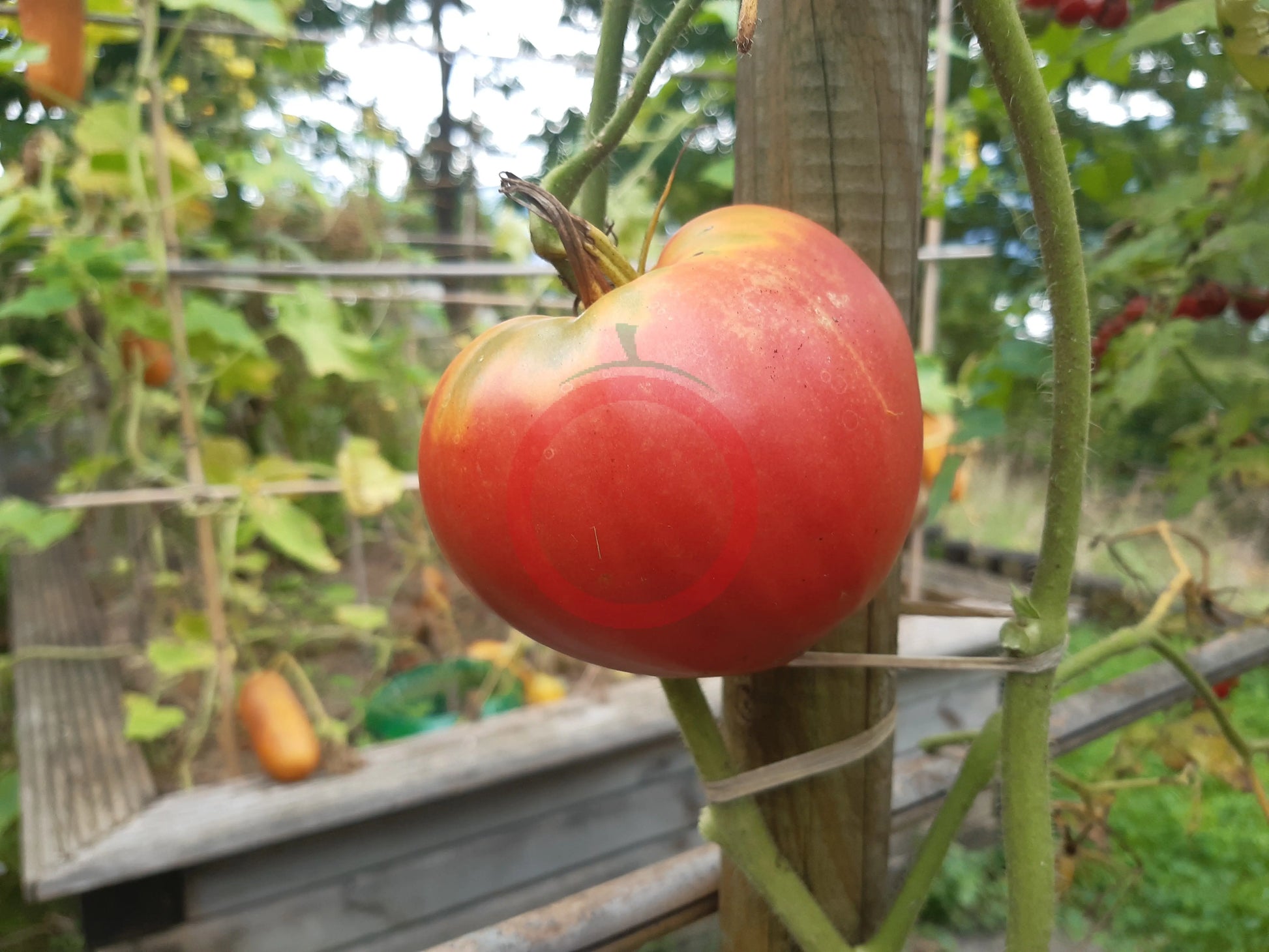 Sterling Old Norway DER TOMATENFLÜSTERER