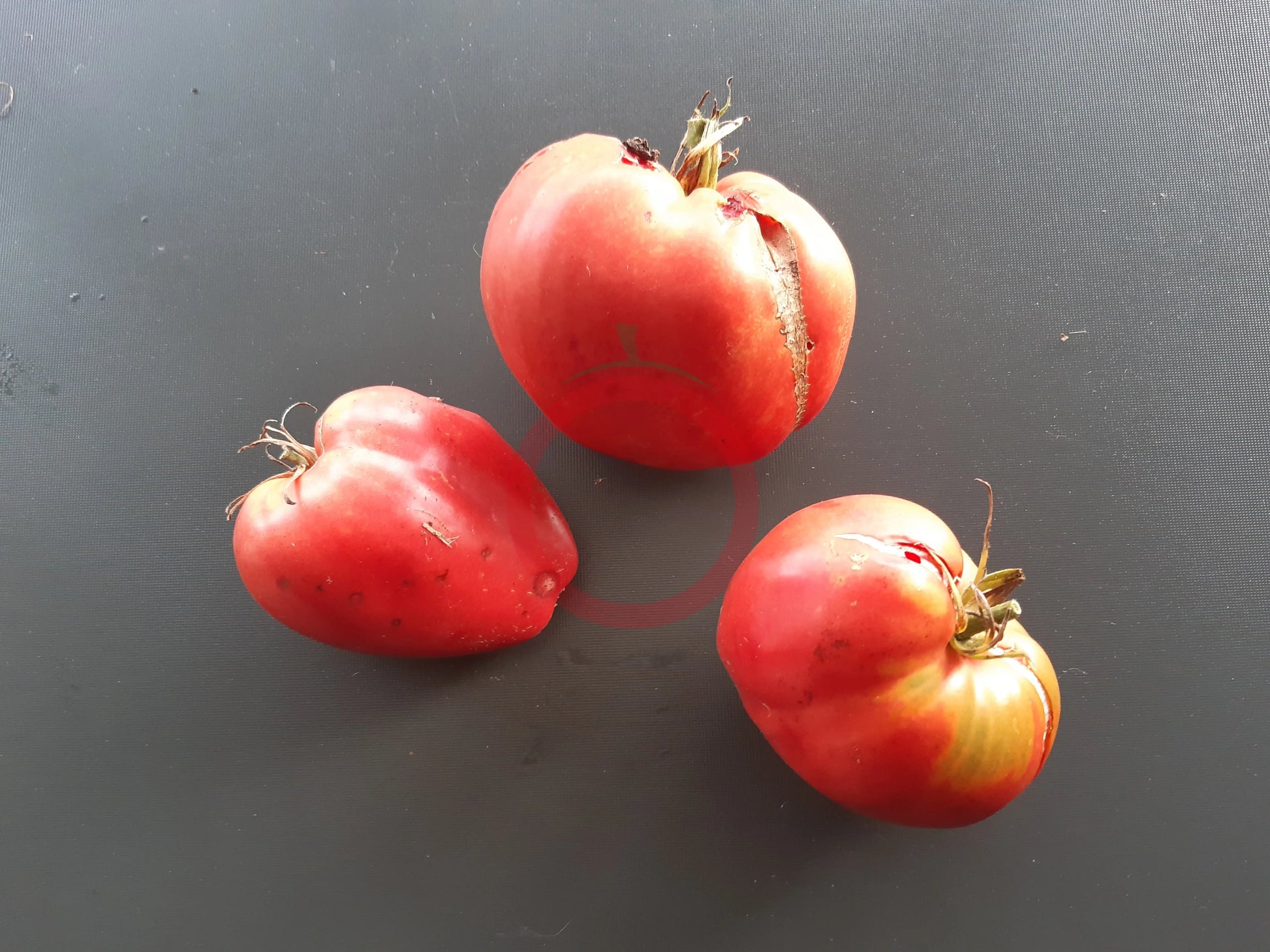Sterling Old Norway DER TOMATENFLÜSTERER