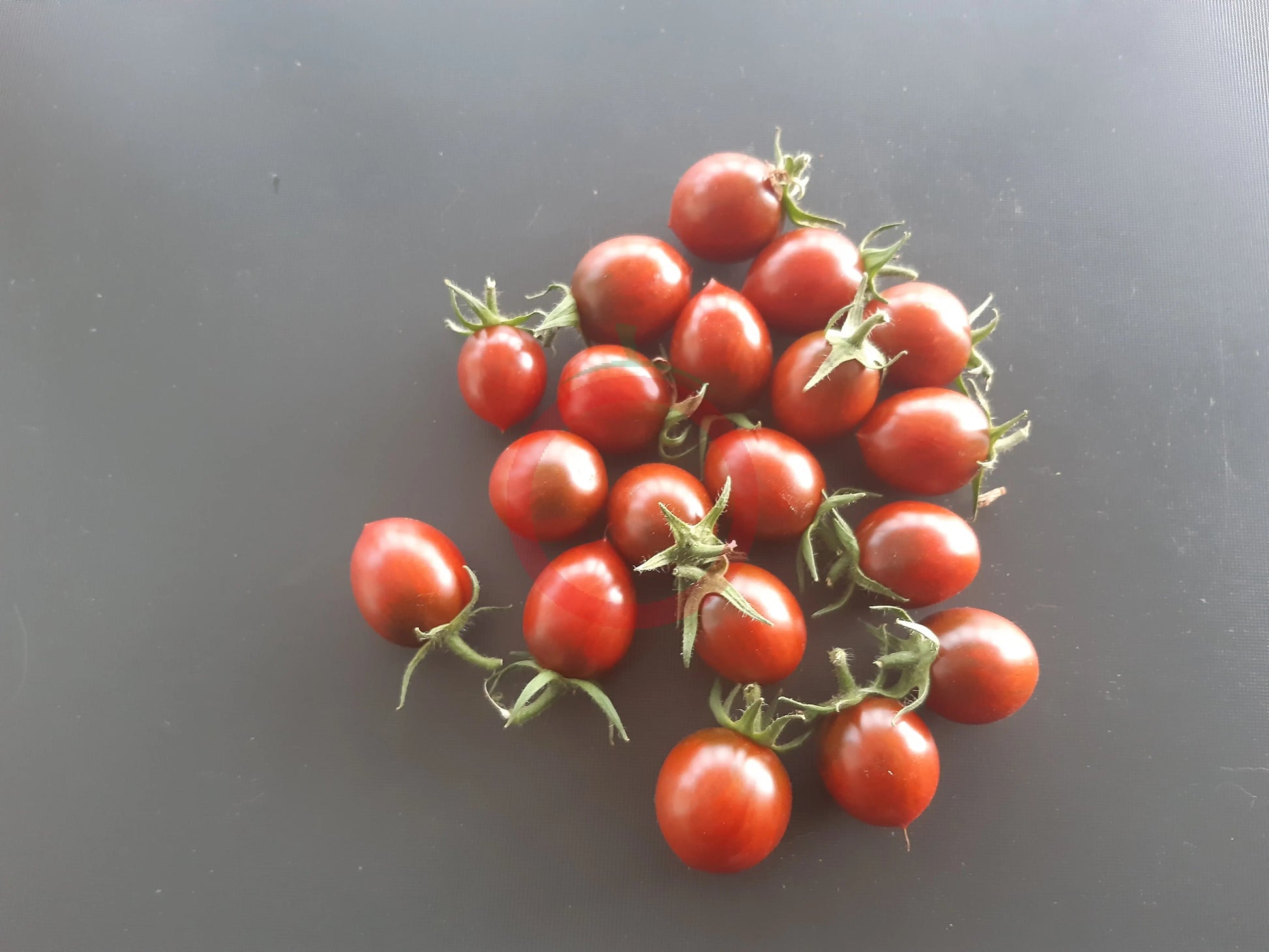 Stormin Norman DER TOMATENFLÜSTERER