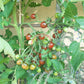Stormin Norman DER TOMATENFLÜSTERER