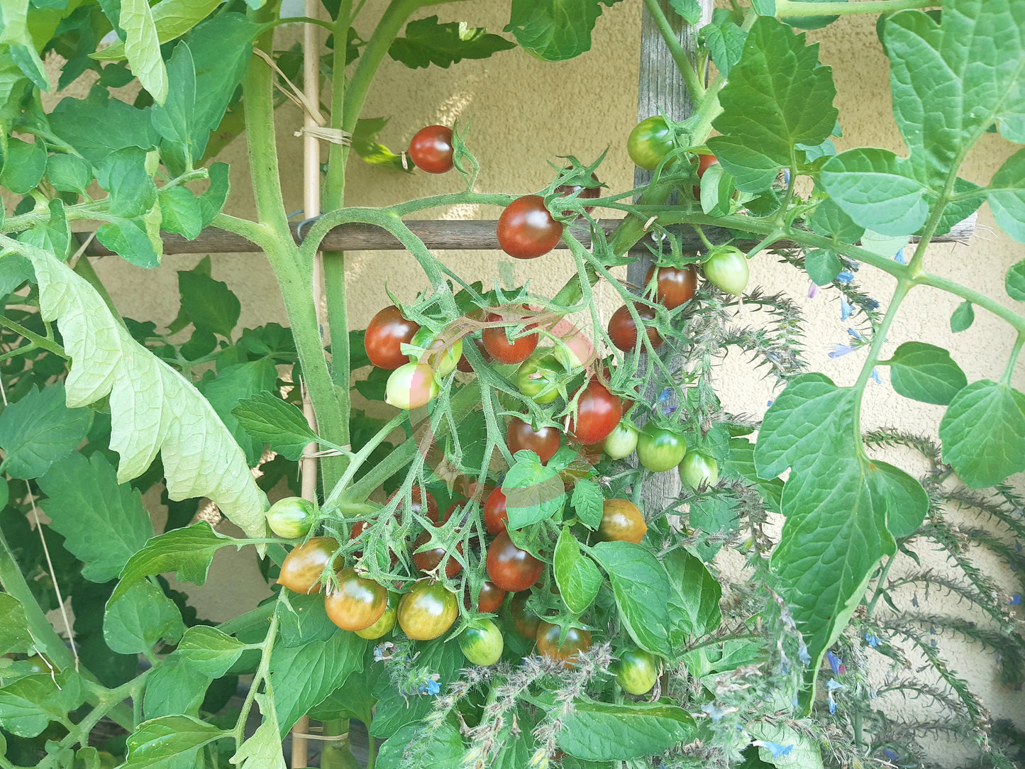 Stormin Norman DER TOMATENFLÜSTERER