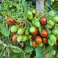 Stormin Norman DER TOMATENFLÜSTERER