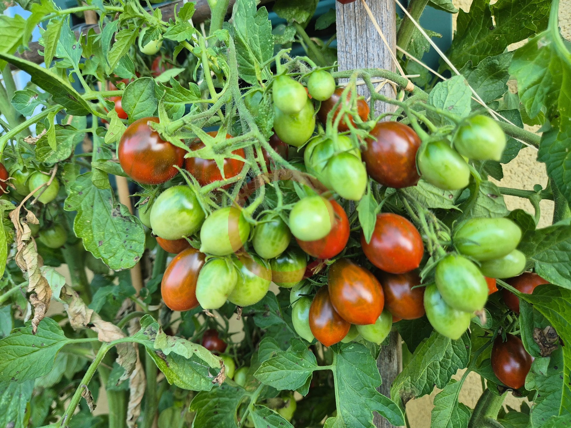 Stormin Norman DER TOMATENFLÜSTERER