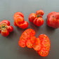 Strawberry Leopard DER TOMATENFLÜSTERER