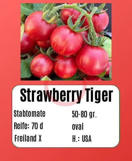 Strawberry Tiger DER TOMATENFLÜSTERER