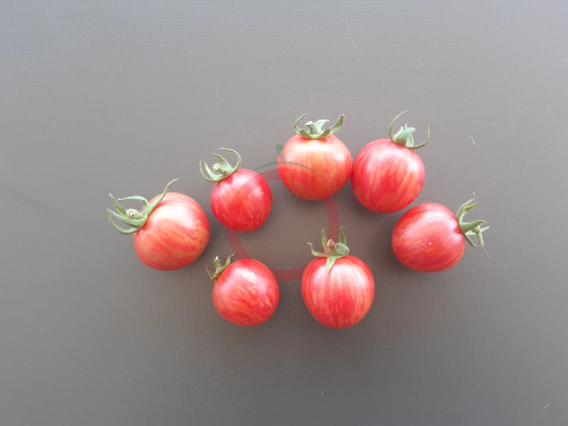 Strawberry Tiger DER TOMATENFLÜSTERER