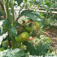 Striped Jester DER TOMATENFLÜSTERER