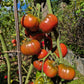 Stutzman Black DER TOMATENFLÜSTERER