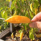 Sugar Rush Peach DER TOMATENFLÜSTERER