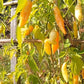 Sugar Rush Peach DER TOMATENFLÜSTERER