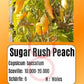 Sugar Rush Peach DER TOMATENFLÜSTERER