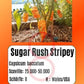 Sugar Rush Stripey DER TOMATENFLÜSTERER