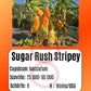 Sugar Rush Stripey DER TOMATENFLÜSTERER
