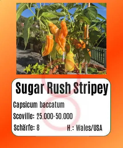 Sugar Rush Stripey DER TOMATENFLÜSTERER