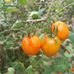 Susong Kalabaw DER TOMATENFLÜSTERER