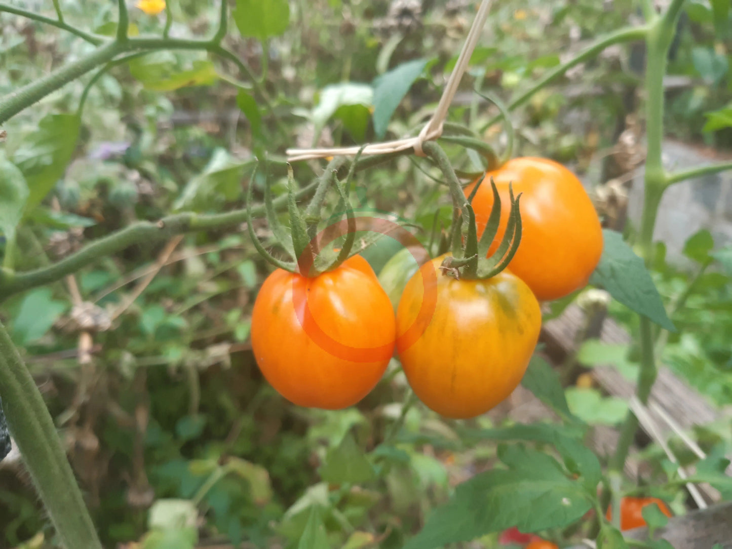 Susong Kalabaw DER TOMATENFLÜSTERER