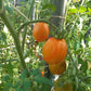 Susong Kalabaw DER TOMATENFLÜSTERER