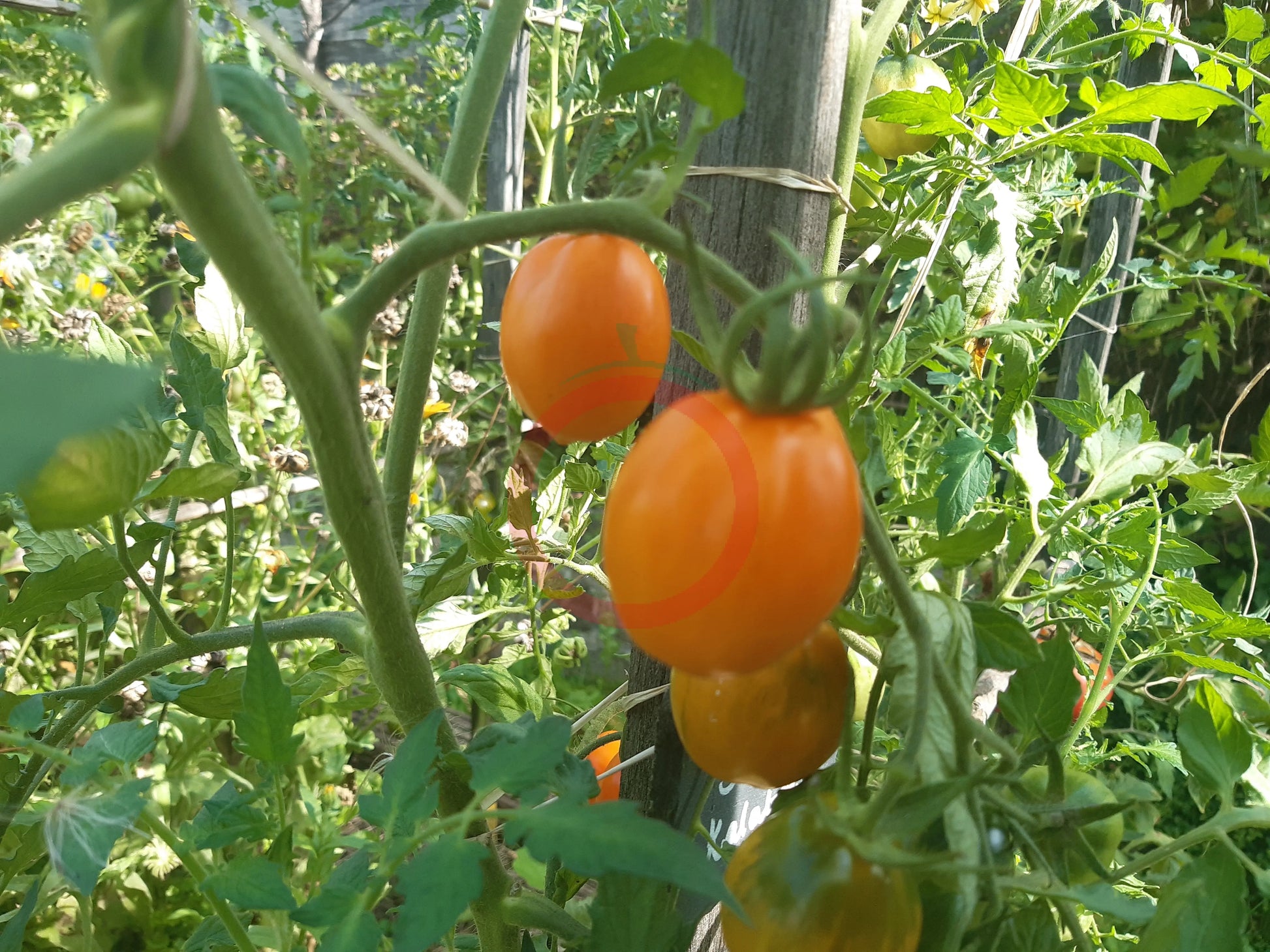 Susong Kalabaw DER TOMATENFLÜSTERER