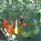 Susong Kalabaw DER TOMATENFLÜSTERER